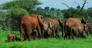 Best Of Tarangire, Lake Manyara, And Ngorongoro Wildlife